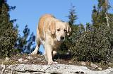 GOLDEN RETRIEVER 565